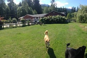 doggy day care in whistler, canada